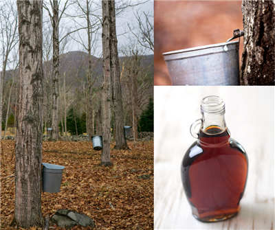 Maple Syrup Class Picture